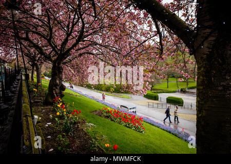 Promeneurs sur Prince Street Gardens avec Cherry blossons frais généraux pendant un jour pluvieux de printemps. Edimbourg, Ecosse Banque D'Images