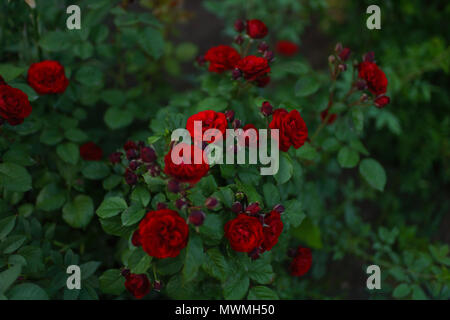 Bush de roses rouges Banque D'Images