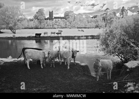 Photo infrarouge monochrome de bovins sur la rive de la rivière Exe près de Brampford Speke, Devon, UK. Banque D'Images