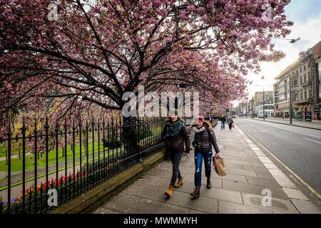 Promeneurs sur Prince Street Gardens avec Cherry blossons frais généraux pendant un jour pluvieux de printemps. Edimbourg, Ecosse Banque D'Images