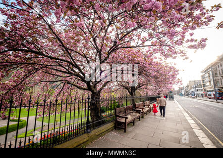 Père et fille marcher le long de la rue Prince jardins avec Cherry blossons frais généraux pendant un jour pluvieux de printemps. Edimbourg, Ecosse Banque D'Images