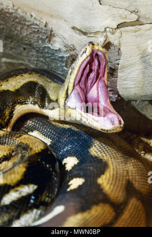 Bouche Ouverte serpent Python close up shot dans un zoo. Banque D'Images