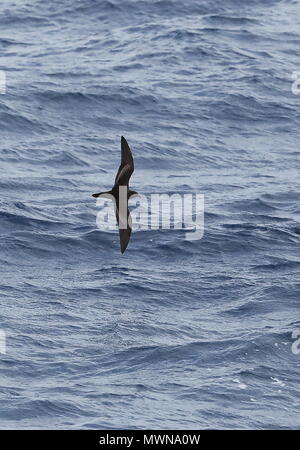 Le Pétrel de Bulwer Bulweria bulwerii (adultes) en vol à basse altitude au-dessus du Cap Vert de la mer, océan Atlantique peut Banque D'Images