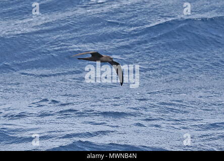 Le Pétrel de Bulwer Bulweria bulwerii (adultes) en vol à basse altitude au-dessus la mer Îles Canaries, Océan Atlantique peut Banque D'Images