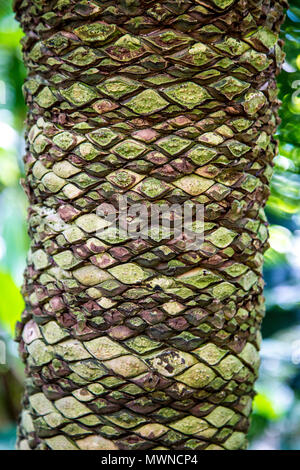 L'écorce de Dioon spinulosum (GUM) Banque D'Images