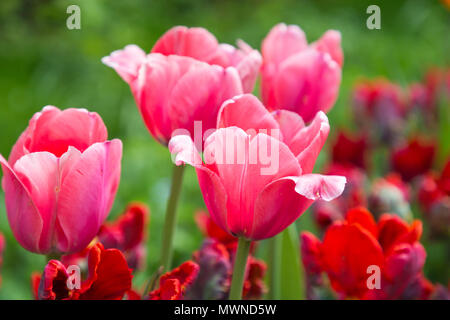 Tulipa 'Impression' Banque D'Images