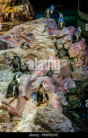 New England Aquarium - Boston, Massachusetts, USA Banque D'Images