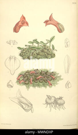 . Illustration de Porpax meirax (comme syn. Eria meirax) . 1893. M. S. del. (  = Matilda Smith, 1854-1926), J. N. Fitch lith. (  = John Nugent Fitch, 1840-1927) Description par Joseph Dalton Hooker (1817-1911) 493 (Porpax meirax meirax comme Eria) - Curtis' 119 (Ser. N° 3 49) pl. 7329 (1893) Banque D'Images