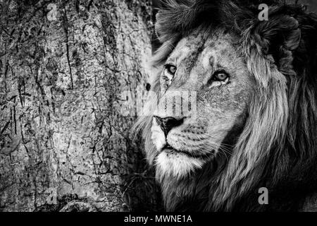 Un homme lion se avec son siège à côté d'un vieil arbre sur lequel les lions et peut-être d'autres grands félins ont aiguisé leurs griffes, laissant des marques sur les rayures Banque D'Images