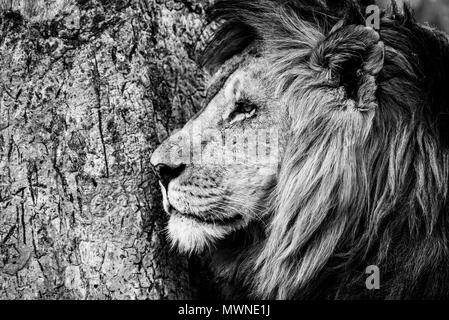Mono close-up de lion par tree Banque D'Images