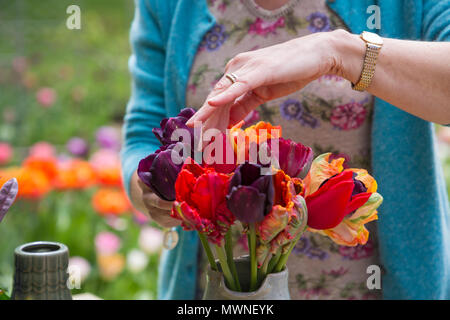 Angela créer un thème Tolputt Red Tulip arrangement dans un pot en céramique gris. Doté d''Tulipa 'Rococo', Tulipa 'Sunlover', 'Tulipa Queensday' et Tul Banque D'Images