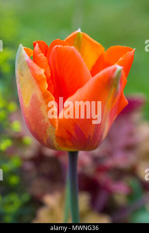 Tulipa 'ermitage' Banque D'Images