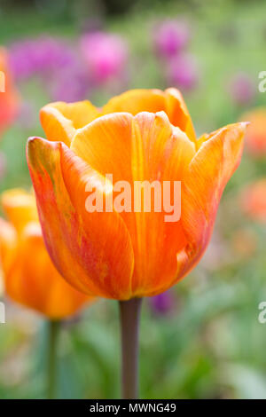 Tulipa 'Annie Schilder' Banque D'Images