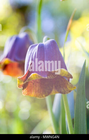 Fritillaria pyrenaica Banque D'Images