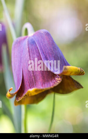 Fritillaria pyrenaica Banque D'Images