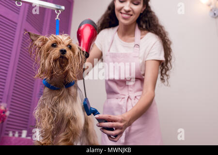 Smiling holding toiletteur professionnel et d'un sèche-cheveux tout en les séchant peigne chien yorkshire terrier humide Banque D'Images