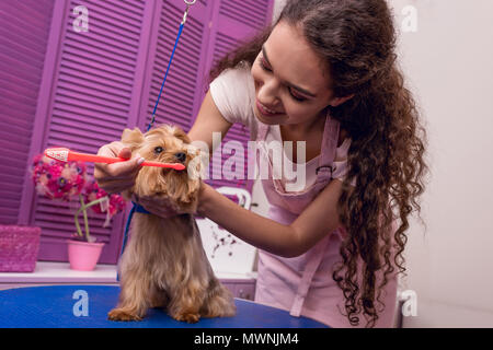 Smiling toiletteur professionnel holding toothbrush et se brosser les dents de votre petit chien en pet salon Banque D'Images