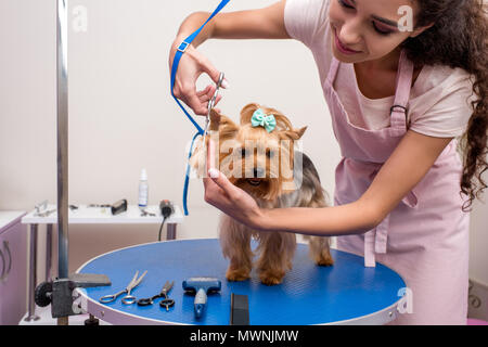 Smiling young toiletteur tablier en tenant des ciseaux et de couper de la fourrure de chien yorkshire terrier mignon Banque D'Images