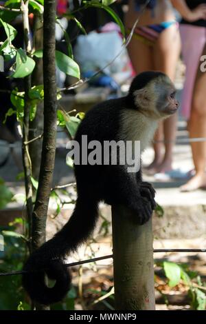 Singe capucin assis sur une colonne en bois à côté de la plage. Banque D'Images