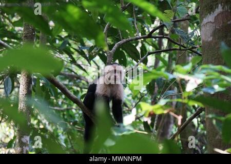 Singe capucin unique à la visionneuse à d'un arbre à travers le feuillage. Banque D'Images