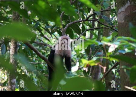 Singe capucin unique à la visionneuse à d'un arbre à travers le feuillage. Banque D'Images