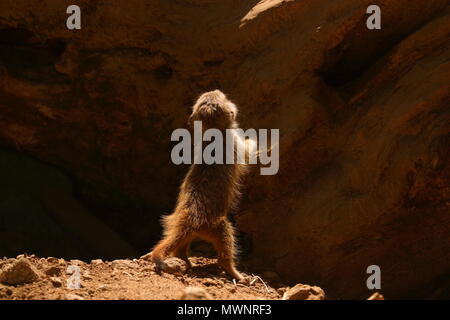 Meerkat Zoo de Newquay à bébé Banque D'Images