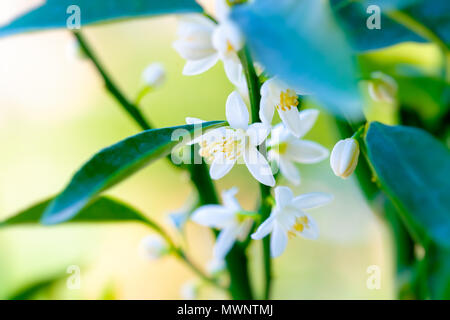 Le Mandarin, d'arbres en fleurs belles fleurs blanc doux sur les arbre vert, abstract natural background, saison printemps Banque D'Images