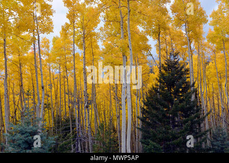 La Forêt nationale de Santa Fe, grove (probablement un seul clone) de trembles en or feuillage d'automne, Santa Fe, NM, États-Unis Banque D'Images