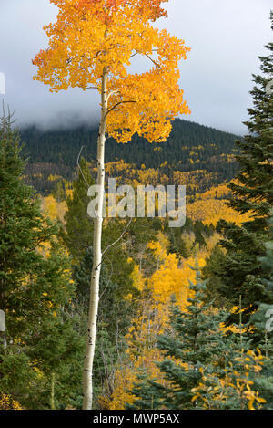 La Forêt nationale de Santa Fe, de grands conifères, au milieu d'aspen avec au-delà de montagnes Sangre de Cristo, Santa Fe, NM, États-Unis Banque D'Images