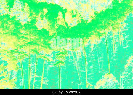 La Forêt nationale de Santa Fe, aspen grove (rendu en PS, duotone), Santa Fe, NM, États-Unis Banque D'Images