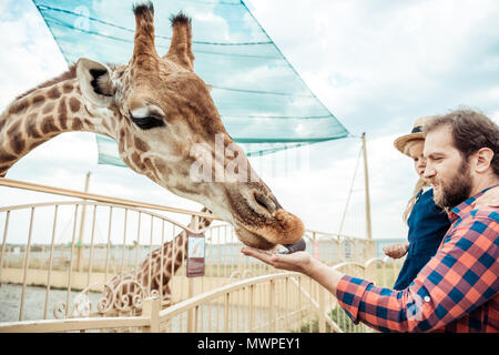 Vue latérale du père et fille Girafe au zoo d'alimentation Banque D'Images