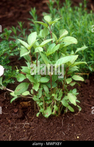 Anis BASILIC (Ocimum basilicum 'ANIS) Banque D'Images