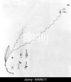 . Illustration de Trichosalpinx montana (comme syn. Pleurothallis) quartzicola . Entre 1893 et 1896. Alfred Cogniaux (1841 - 1916) 615 Le montana (Trichosalpinx comme quartzicola Pleurothallis) -à partir de la découpe Fl.br.3-4-109-fig III Banque D'Images