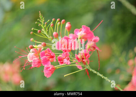 Royal Poinciana, boyant flam rose fleur fleur en été Banque D'Images