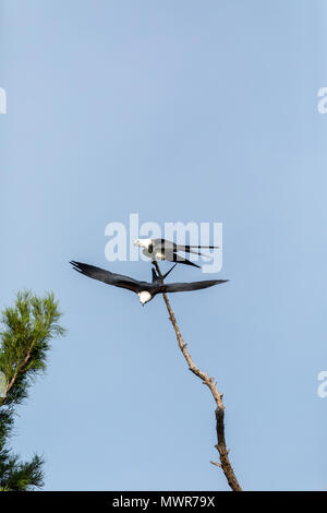 L'un d'une paire de milan à queue fourchue Elanoides forficatus s'envole d'un arbre mort à Naples, Floride Banque D'Images