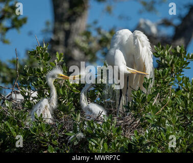 Grande aigrette Banque D'Images