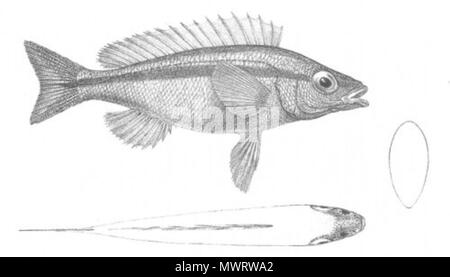 . Il s'agit d'une image intitulée "maris porosus' du volume 1 de John Lort Stokes' livre 1846 Découvertes en Australie. L'espèce décrite est maintenant connu comme Pentapodus vitta. 1846. 'Drawn sur pierre par W. Mitchell. Hullmandel & Walton lithographes.' 565 Smaris porosus (découvertes en Australie) Banque D'Images