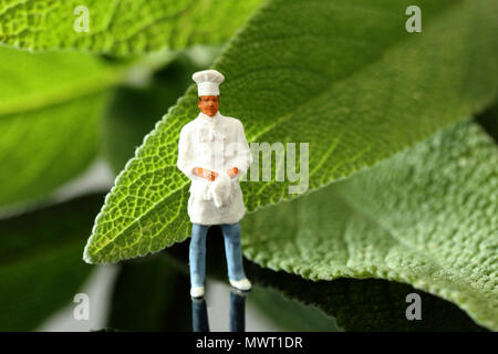 Modèle à l'échelle miniature en chef permanent uniforme avec des feuilles de sauge Banque D'Images