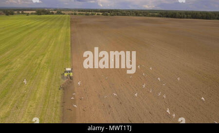 Tracteur agricole labourant un champ vert, beaucoup d'oiseaux qui volent autour de lui.vue aérienne:tracteur laboure la terre dans les zones rurales sur le champ de l'agriculteur. Banque D'Images