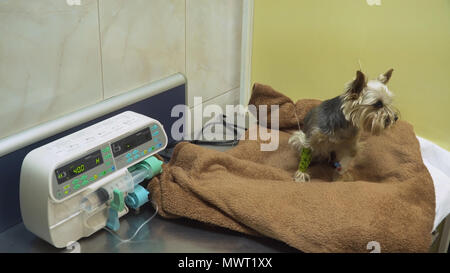 Chien avec une perfusion intraveineuse en perfusion un vétérinaire à la clinique. Chien avec cathéter iv canule veine, en prenant l'infusion. Pilote ou seringue seringue électrique est une petite pompe à perfusion pour injection intraveineuse. L'alimentation de la pompe à perfusion iv. Banque D'Images