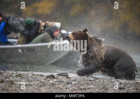 Ours grizzli (Ursus arctos)- secouant fourrure de près de la rivière Chilko, Chilcotin Wilderness, Colombie-Britannique BC, Canada Banque D'Images