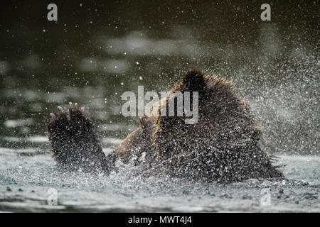 Ours grizzli (Ursus arctos)- secouant fourrure de près de la rivière Chilko, Chilcotin Wilderness, Colombie-Britannique BC, Canada Banque D'Images