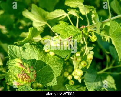 Les raisins ne sont pas mûrs greeen de groseilles rouges accroché sur bush. Journée ensoleillée dans le jardin. Banque D'Images