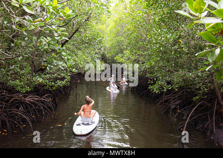 Une fille sur un stand up paddle board en mangrove, forêt de Jozani Chwaka, Jozania Bay National Park, île de Zanzibar, Tanzanie, Afrique de l'Est Banque D'Images