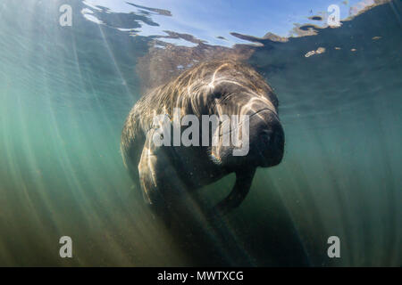 Lamantin des Antilles (Trichechus manatus) sous l'eau à Homosassa Springs, Floride, États-Unis d'Amérique, Amérique du Nord Banque D'Images