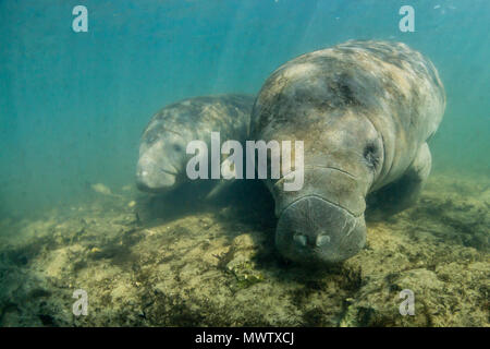 Les Indiens de l'Ouest les lamantins (Trichechus manatus) sous l'eau à Homosassa Springs, Floride, États-Unis d'Amérique, Amérique du Nord Banque D'Images