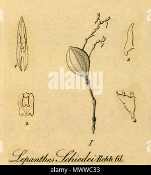 . Illustration de Lepanthes schiedei . 1858. Heinrich Gustav Reichenbach (1823-1889) Lepanthes 368 schiedei - coupé de Xenia vol 1 pl 50 fig I et 1-4 (1858) Banque D'Images