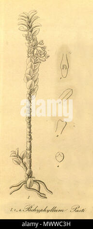 . Illustration de Pachyphyllum pastii (orthographié Pachyphyllum pasti) . 1858. Heinrich Gustav Reichenbach (1823-1889) 462 pastii Pachyphyllum - fig I, coupé de Xenia vol 1 pl 58 (1858) Banque D'Images