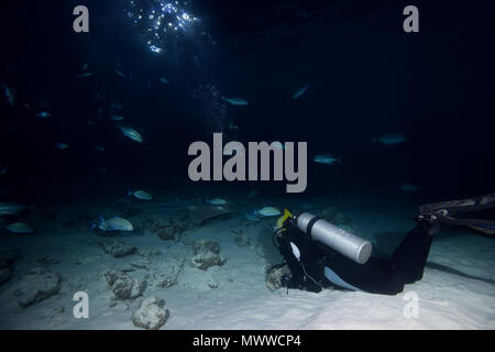 Plongeur femelle ressemble à l'école de Caranx dans la nuit. Thon Obèse Lactarius, jack, grand trevally, six-banded carangues (Caranx Jack et moi Banque D'Images