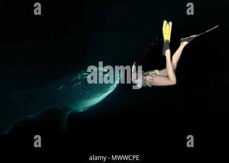 Plongées à une femme Requin-baleine (Rhincodon typus) Les plancton dans la nuit Banque D'Images